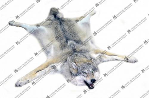 wolf_15